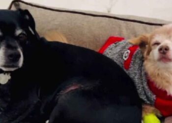 Un chien réconforte son frère mourant de la manière la plus touchante