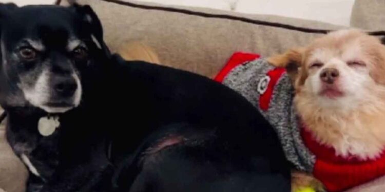 Le chien a eu le pressentiment que c'était la dernière nuit de son ami. Il a montré un grand coeur 1 Un chien réconforte son frère mourant de la manière la plus touchante