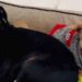 Un chien réconforte son frère mourant de la manière la plus touchante