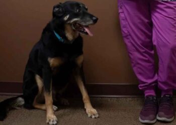 Un chien s'échappe d'un refuge pour animaux à trois reprises et savait à chaque fois où il voulait être