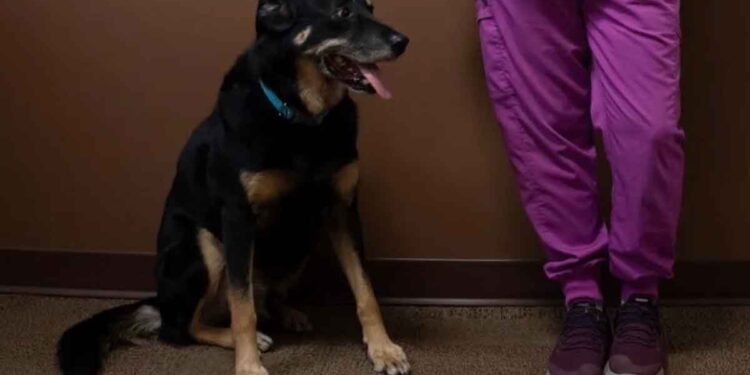 Un chien s'échappe d'un refuge pour animaux à trois reprises et savait à chaque fois où il voulait être