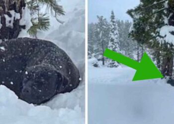 Un skieur l'a trouvé dans une congère. Lorsque les sauveteurs sont arrivés