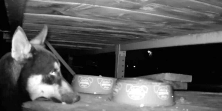 Une caméra capture ce chien devenu sans-abri en quête d'aide après l'incendie de sa maison 1 Une caméra capture ce chien devenu sans-abri en quête d'aide après l'incendie de sa maison