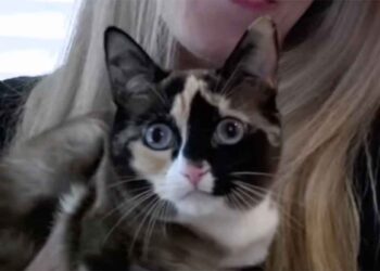 Une famille réunie avec un chat envoyé à des centaines de kilomètres dans une boîte de retour Amazon