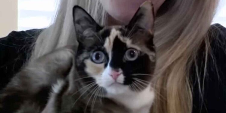 Une famille réunie avec un chat envoyé à des centaines de kilomètres dans une boîte de retour Amazon