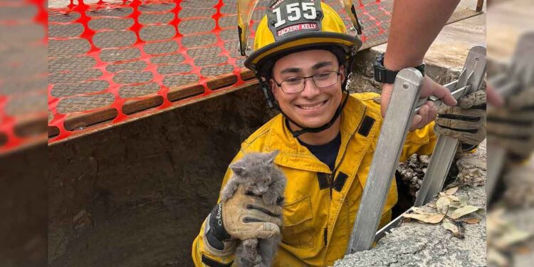 Une fille donne à son chat le nom du pompier qui l'a sauvée