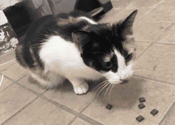 chat émerge trou mur pénètre cœur personnes ouvrent maison