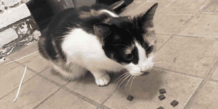 Un chat errant se cachait dans le mur d'un sous-sol jusqu'à ce que de gentils sauveteurs viennent l'aider 1 chat émerge trou mur pénètre cœur personnes ouvrent maison