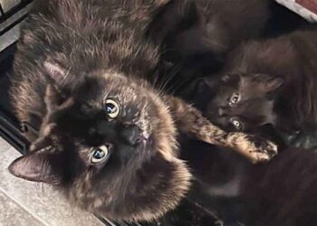 chatte a attendu au refuge pendant 300 jours