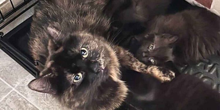 chatte a attendu au refuge pendant 300 jours