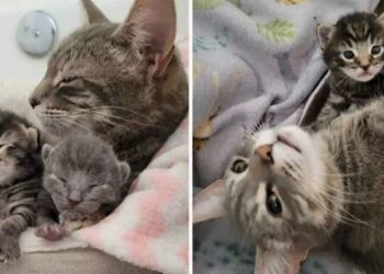 chatte approche famille demande aider chatons nés jardin