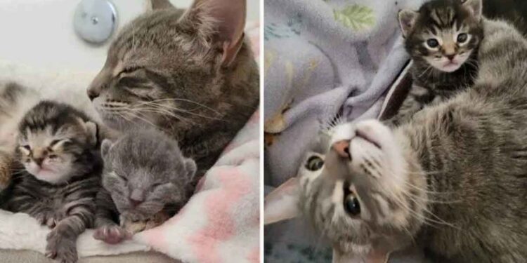 chatte approche famille demande aider chatons nés jardin