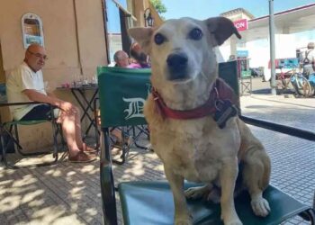 chien adopté café ttraction tenant compagnie aux clients