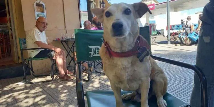 Respirant la convivialité, le chien adopté par le café devient l'attraction principale en tenant compagnie aux clients à table 1 chien adopté café ttraction tenant compagnie aux clients