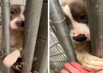 chien de refuge passe la patte à travers les barres