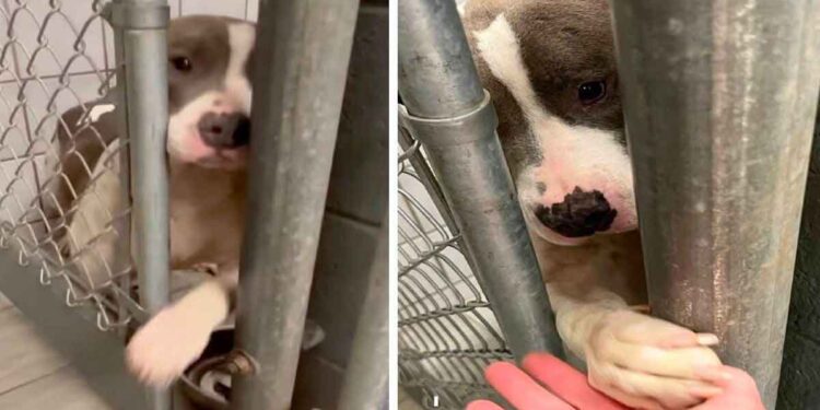 chien de refuge passe la patte à travers les barres