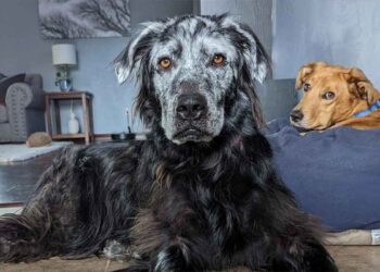 chien noir devient complètement BLANC maladie rare