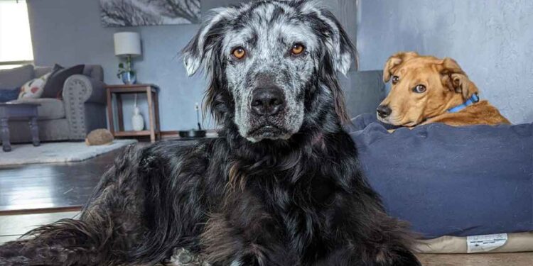 Le chien noir devient complètement BLANC en raison d'une maladie rare, laissant le propriétaire stupéfait après deux ans de transformation 1 chien noir devient complètement BLANC maladie rare