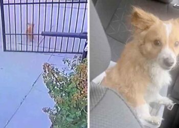 couple voit chien sans abri laisse entrer