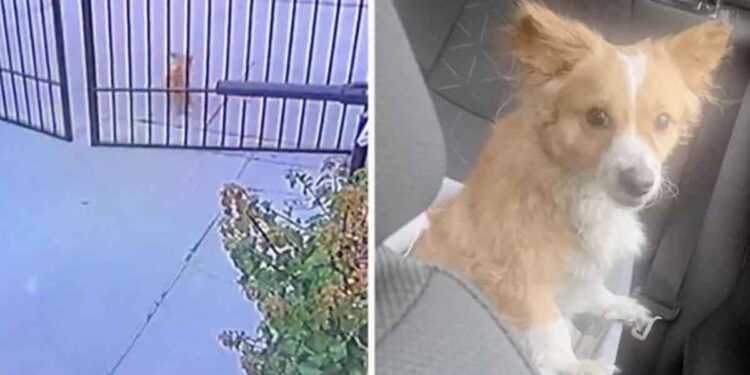 couple voit chien sans abri laisse entrer