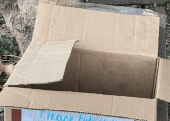 coureur voit une boîte pleine de chatons arbre change leur vie