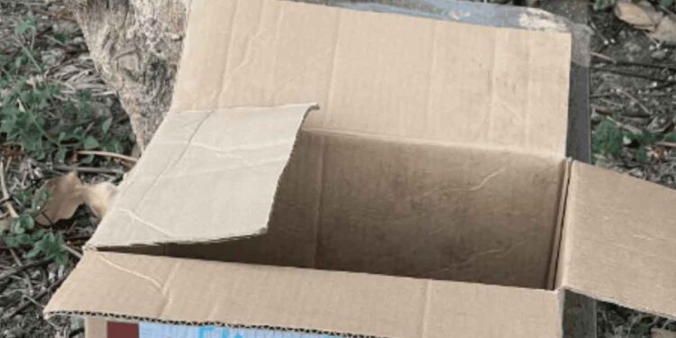 Un coureur voit une boîte pleine de chatons sous un arbre et fait quelque chose qui change leur vie 1 coureur voit une boîte pleine de chatons arbre change leur vie