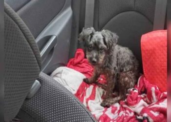 femme sauve chien sans abri réalise ressemble chien décédé