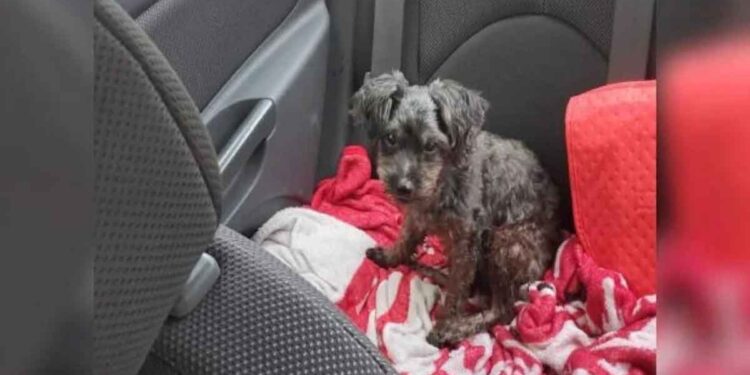 Une femme sauve un chien sans abri et réalise qu'il ressemble à son chien âgé décédé 1 femme sauve chien sans abri réalise ressemble chien décédé