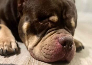 ordonné euthanasie chien en bonne santé