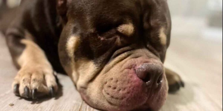 ordonné euthanasie chien en bonne santé