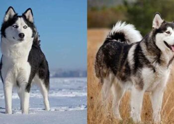 races de chiens confond constamment