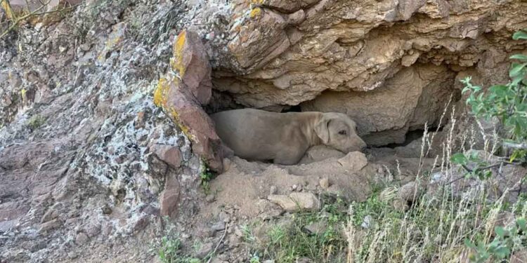 randonneur s arrête net voit des yeux d ambre sortir crevasse