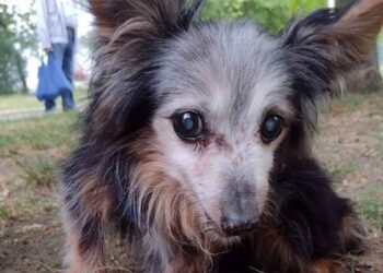 vieux chien attaché à un banc et a laissé autre chose à côté
