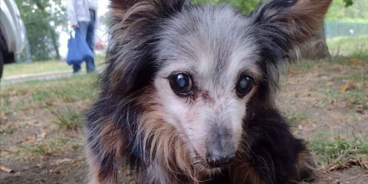 Ses yeux tristes sont déchirants. Quelqu'un a attaché le vieux chien à un banc et a laissé autre chose à côté 1 vieux chien attaché à un banc et a laissé autre chose à côté