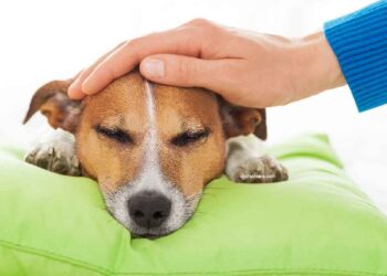 Voyez-vous ces symptômes chez votre chien ? Ne les ignorez pas, cela pourrait être une anémie 2 Anémie chiens causes symptômes traitement