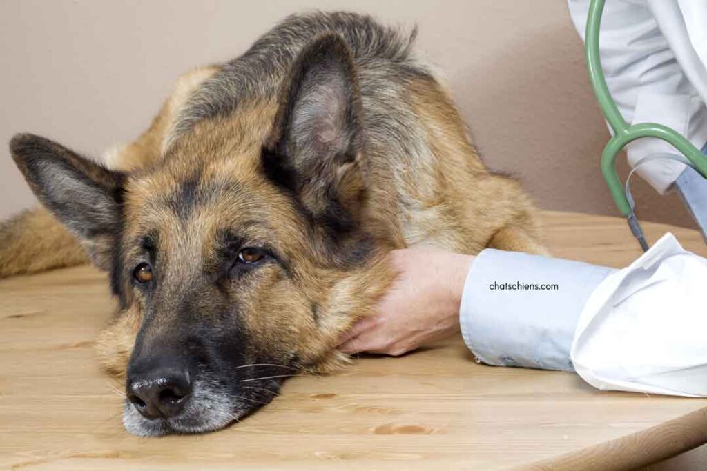 Anémie chiens causes symptômes traitement