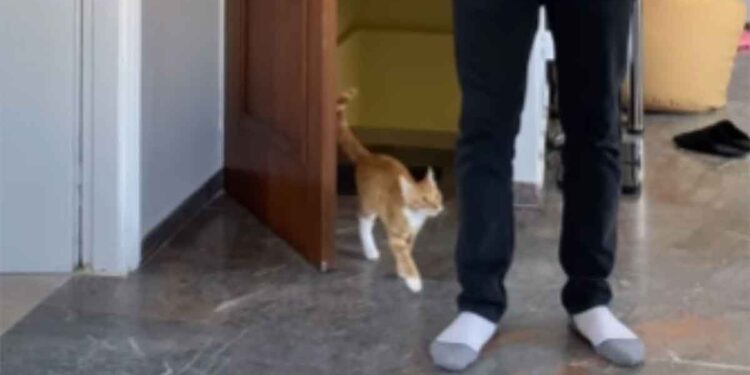 Chaque jour chat réserve accueils plus adorables propriétaire