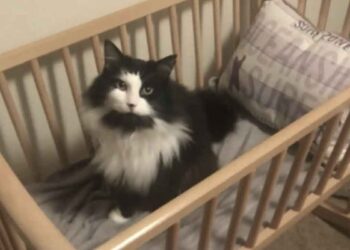 Chat de 15 ans confié son chat au refuge 2 ans plus tard surprise