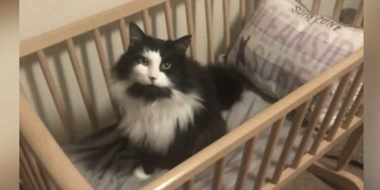 Chat de 15 ans confié son chat au refuge 2 ans plus tard surprise