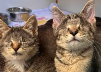 Deux chats aveugles attendaient au refuge pour être adoptés