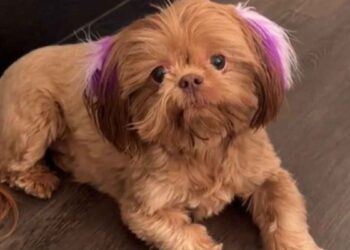 Grand-père surveille chien programme quotidien