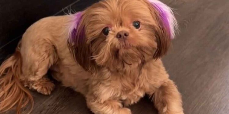 Grand-père surveille chien programme quotidien