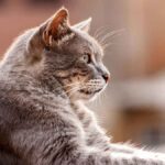 Hypertrophie musculaire myostatine chez le chat : symptômes et traitement
