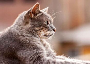 Hypertrophie musculaire myostatine chat