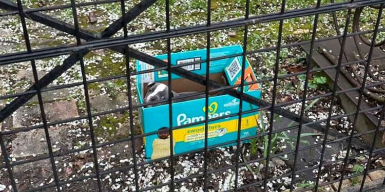 Il y eut un bruit de grincement venant de la boîte, une bonne âme intervient