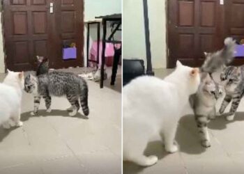 Le chat a mis fin au combat de ses amis