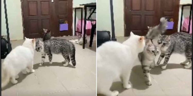 Le chat a mis fin au combat de ses amis