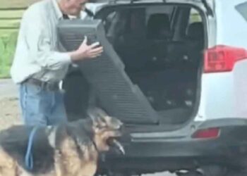 Le chien de berger ne peut pas monter dans la voiture