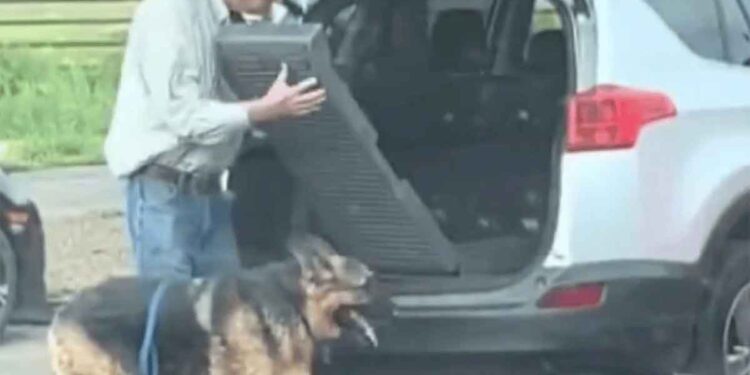 Le chien de berger ne peut pas monter dans la voiture