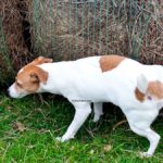 Pourquoi un chien lève-t-il la patte lorsqu'il fait pipi ? Ce n'est pas une question de commodité